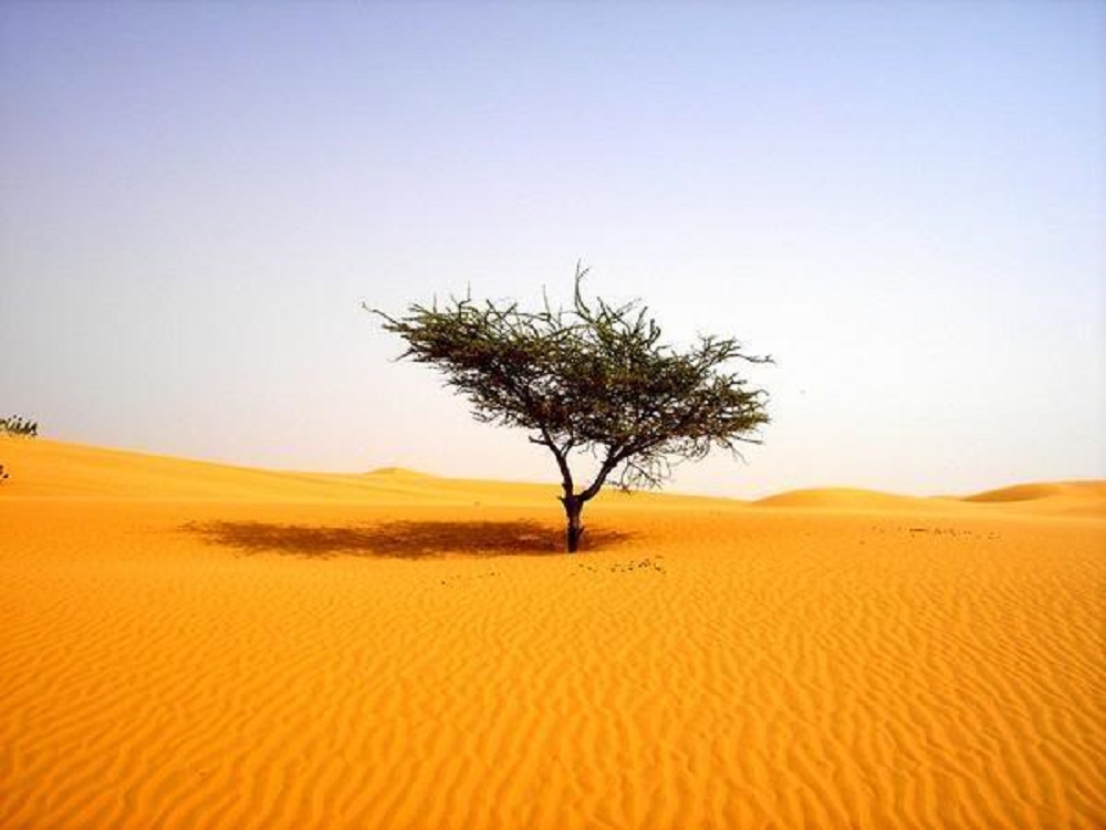 Albero nel deserto - tree in the desert