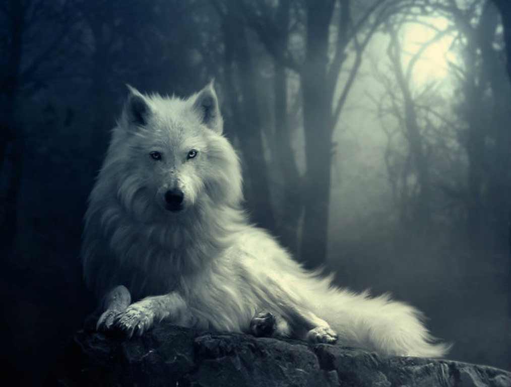 wolf-in-winter